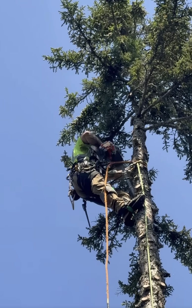 Emergency Tree Services service in Maitland, FL