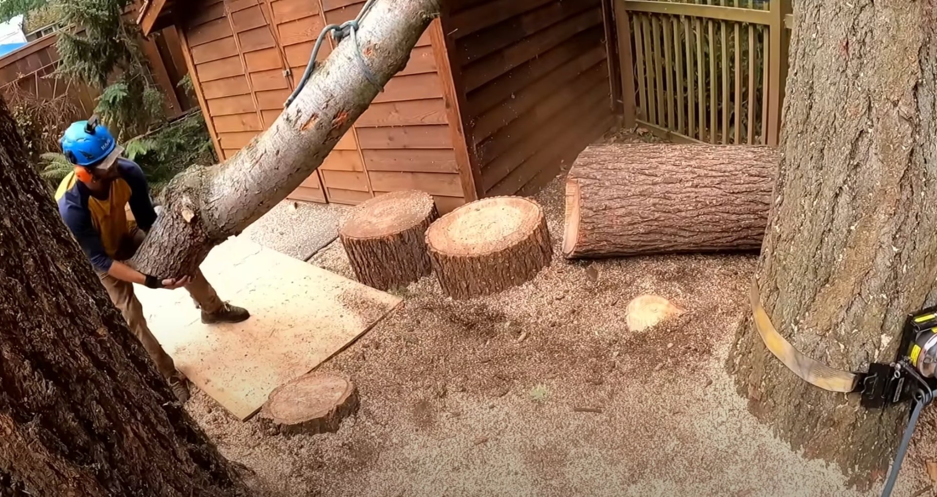 Careful tree sectioning and removal in residential areas Tree cutting and sectioning work in residential backyard setting