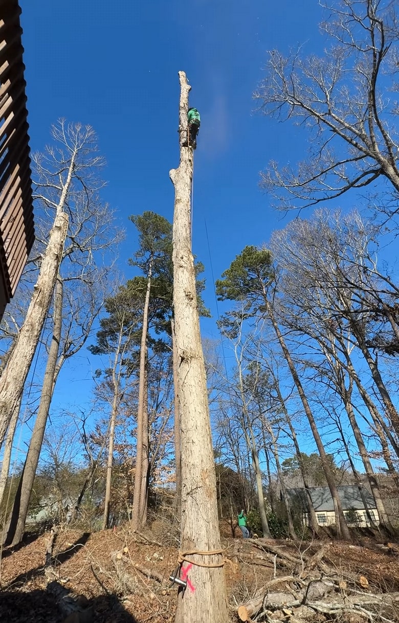 Expert tree pruning services by certified arborists Professional arborist working on tree pruning in Maitland, FL