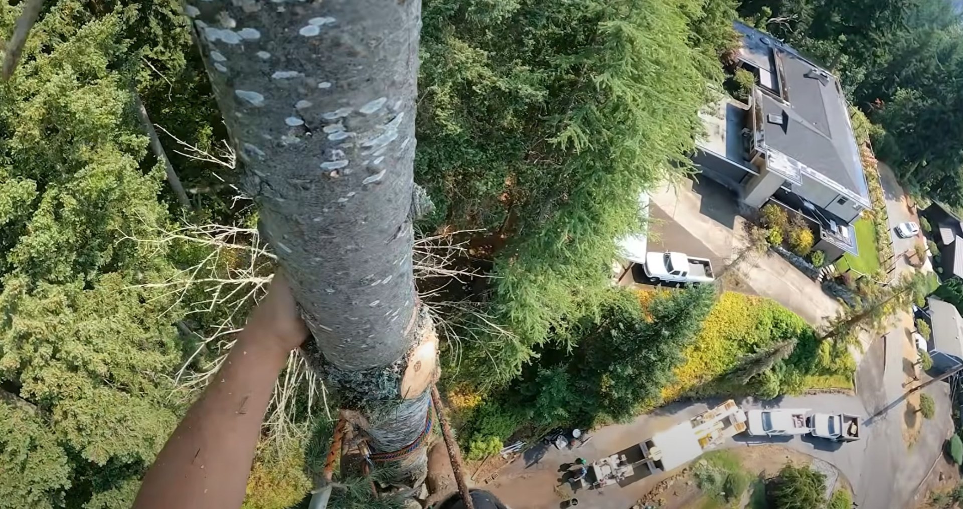 Professional tree service work in residential setting Aerial view of tree removal work in residential area