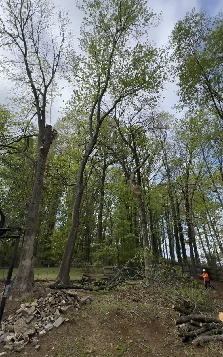 Expert land clearing and tree removal services with professional equipment Professional tree service crew performing land clearing work in wooded area