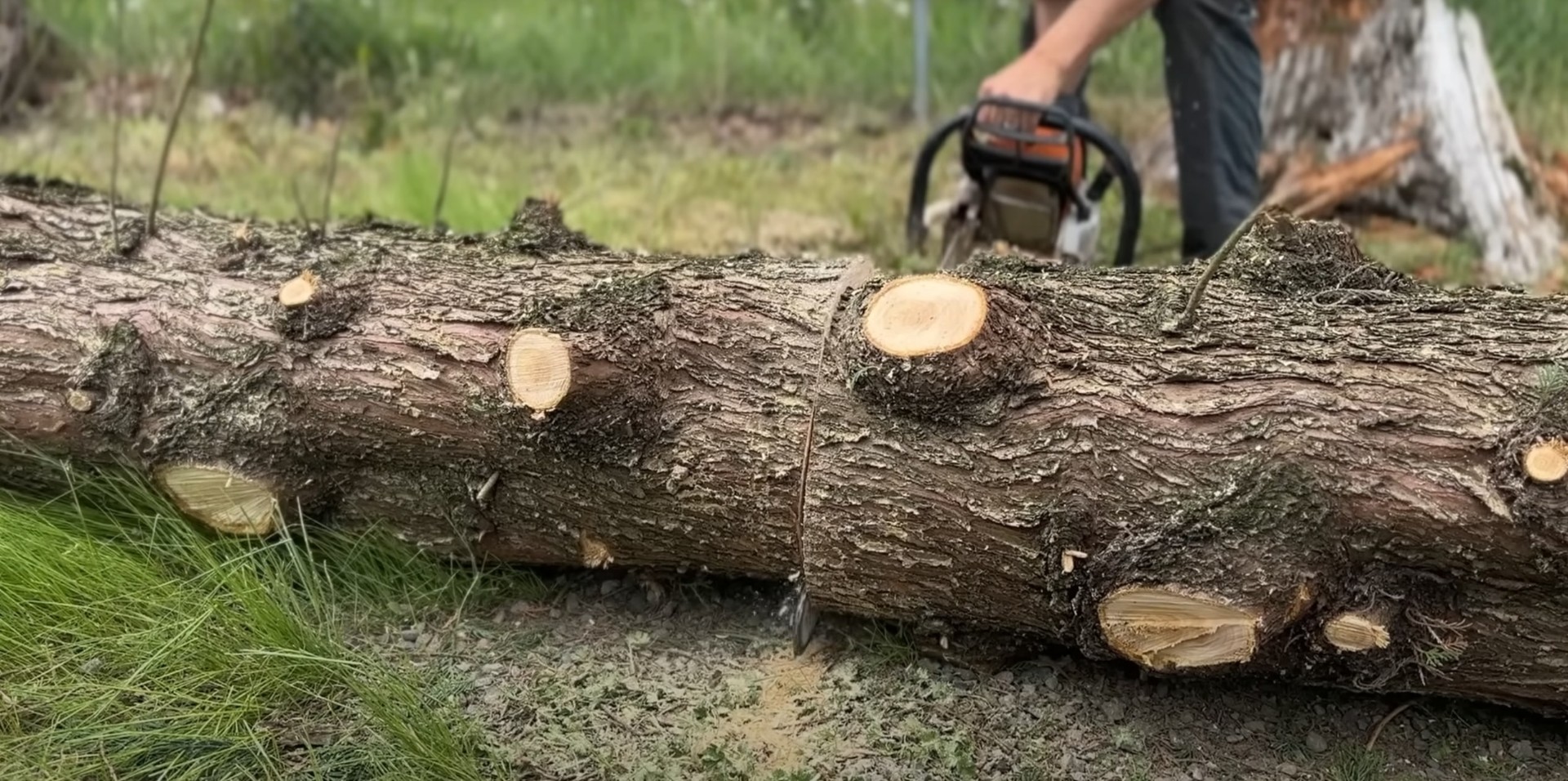 Identifying tree health through professional assessment Close-up of tree logs showing different stages of tree health