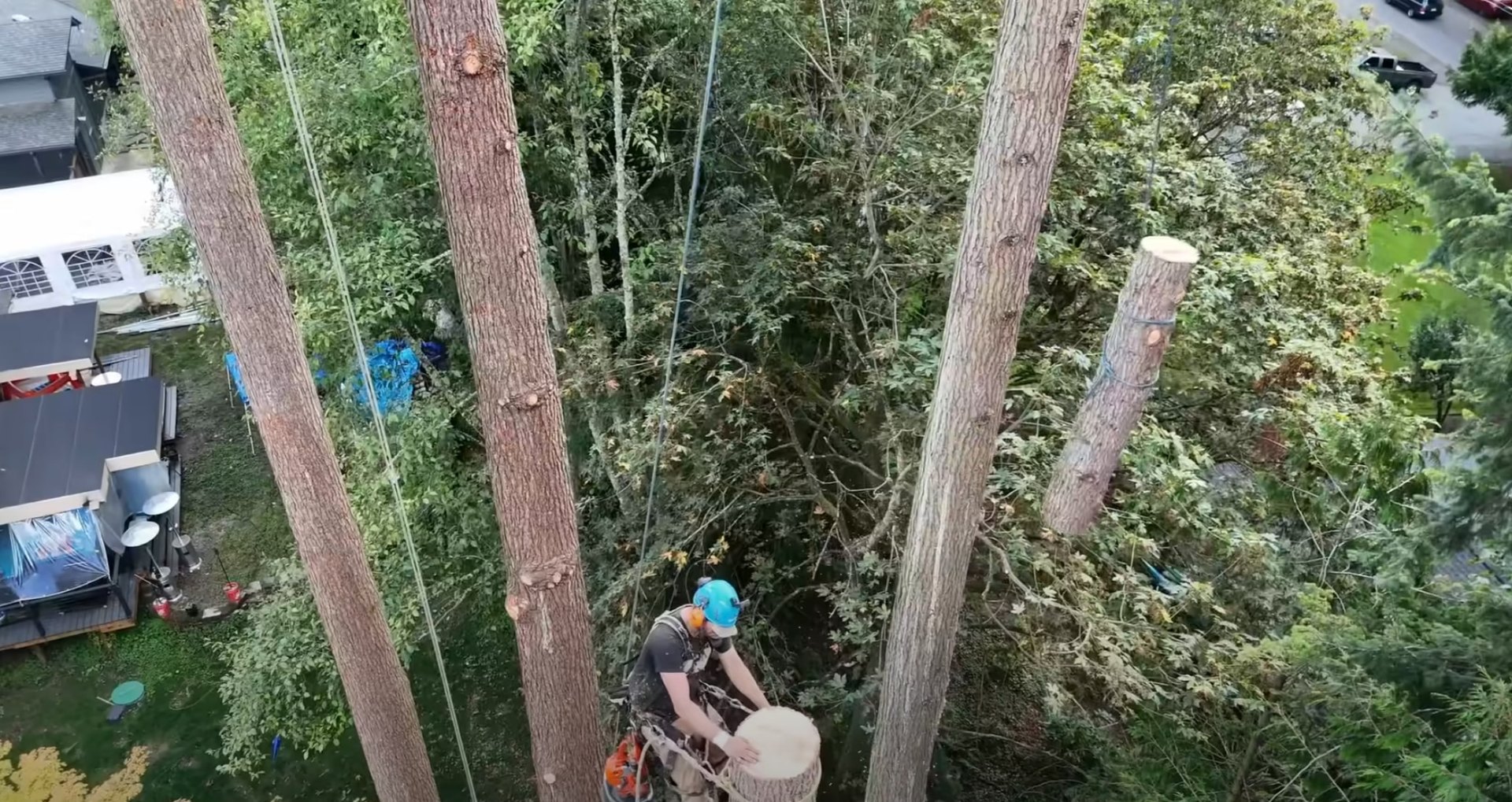 Expert tree care professionals using proper safety equipment Professional arborist working safely at height with proper equipment