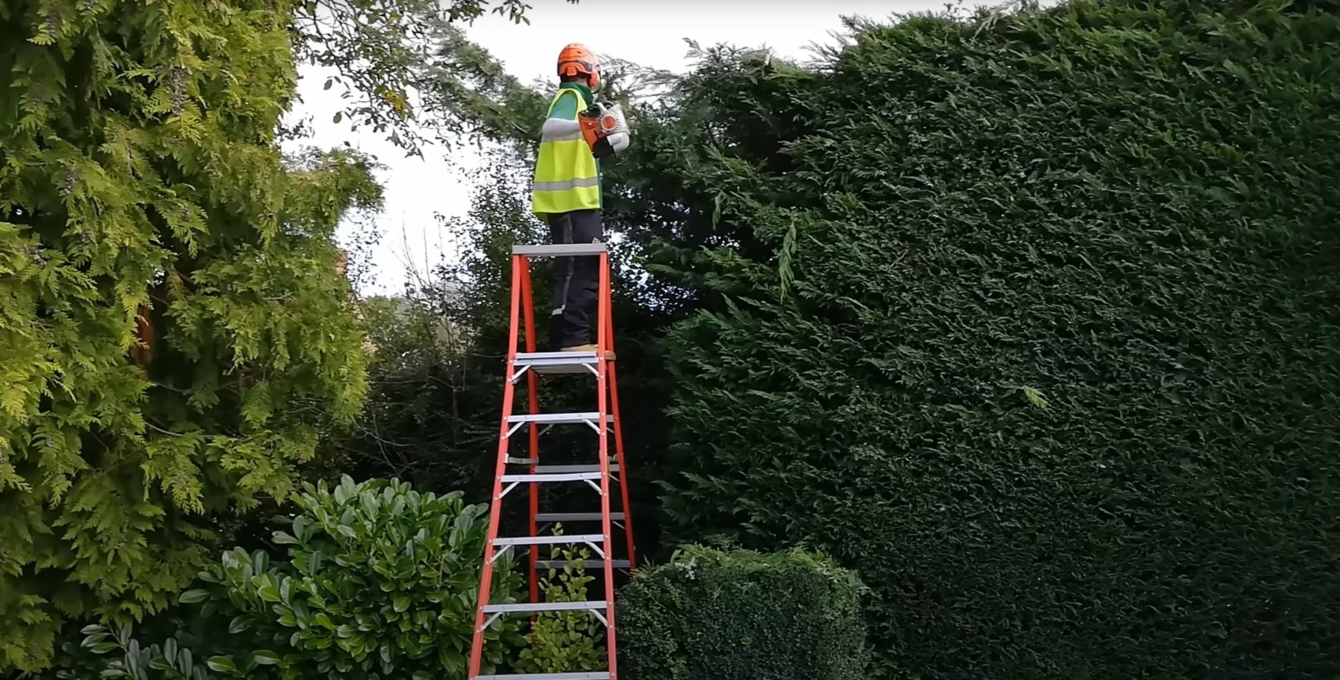 Safe height work for comprehensive hedge and shrub maintenance Arborist working safely at height using ladder for hedge and shrub trimming